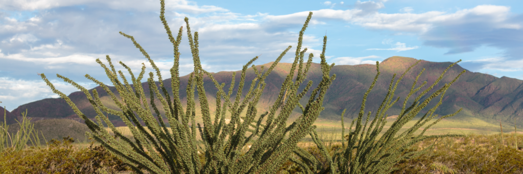 Ocotillo growing in the Franklin mountains